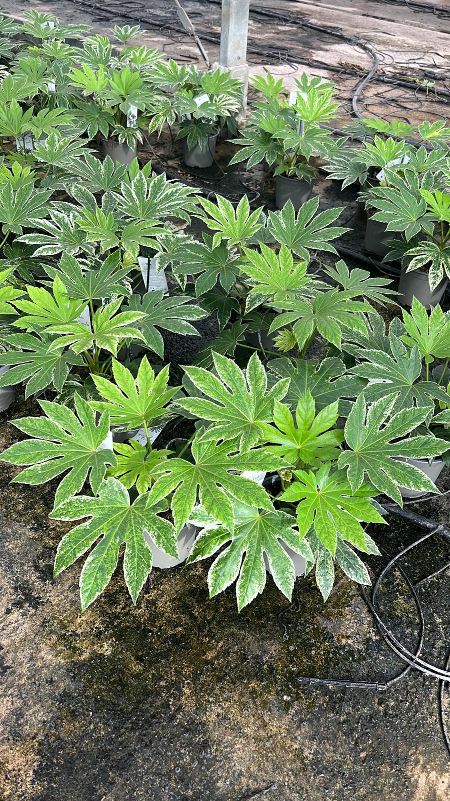 FATSIA SPIDER VARIEGADA C17