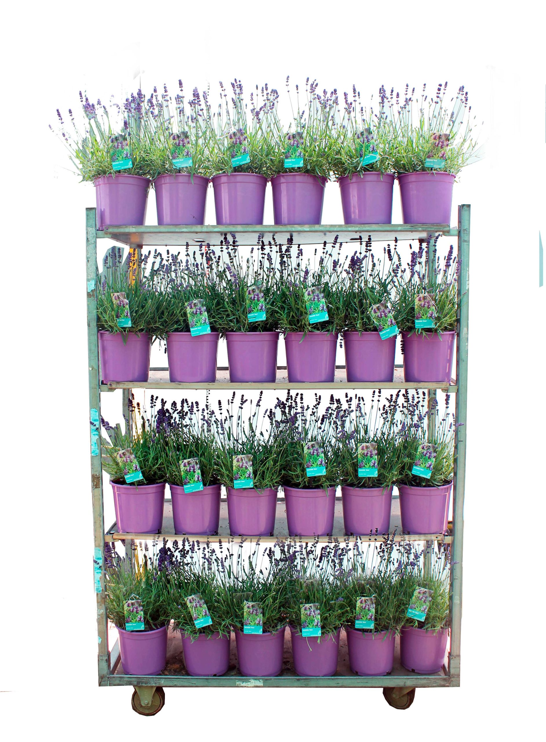 CC-LAVANDULA-ANNA-C20