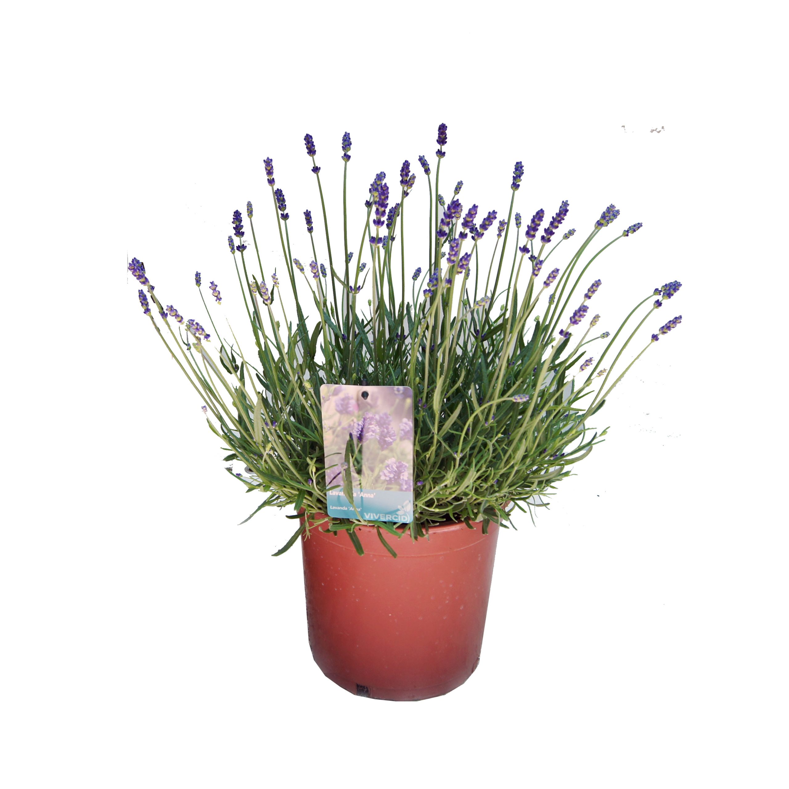 LAVANDULA-ANNA-C20(2)