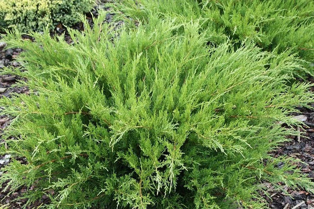 JUNIPERUS MINT JULEP