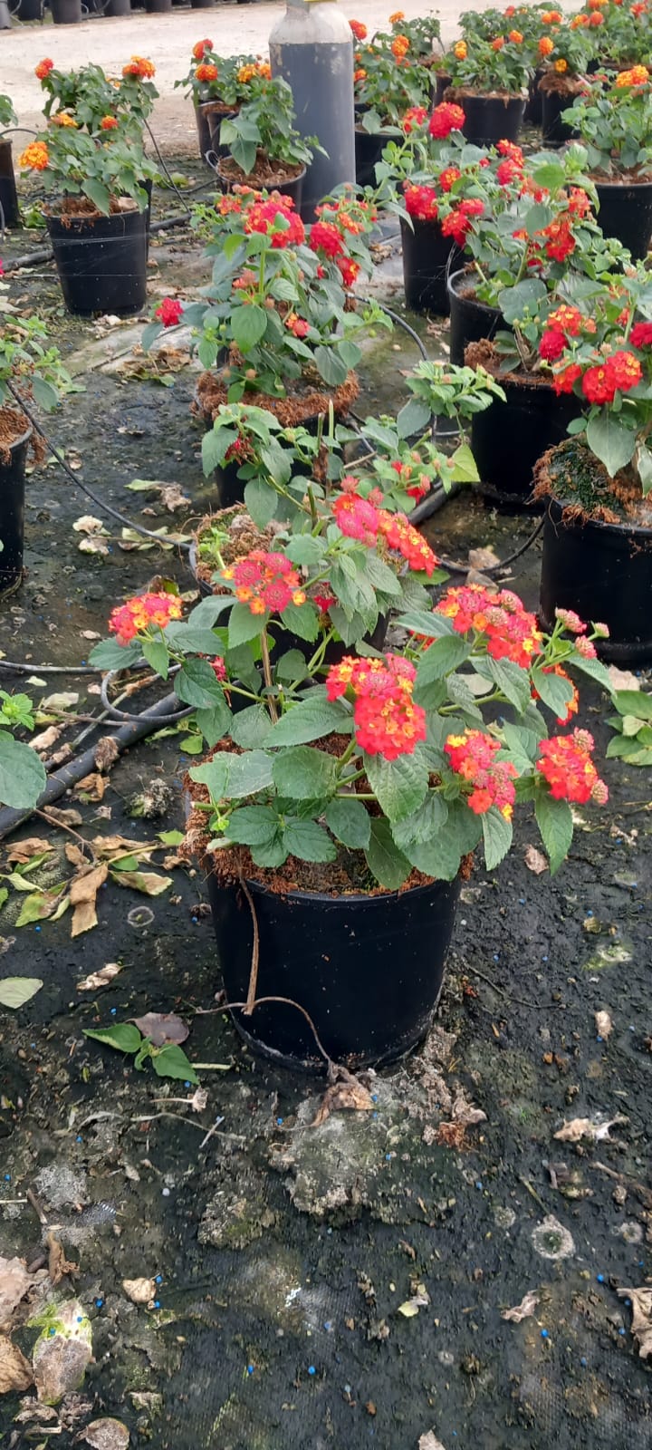 Lantana-Banderita-C17