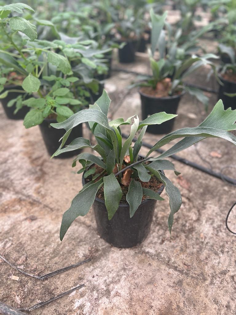 Platycerium c24.( Cuerno de Alce)