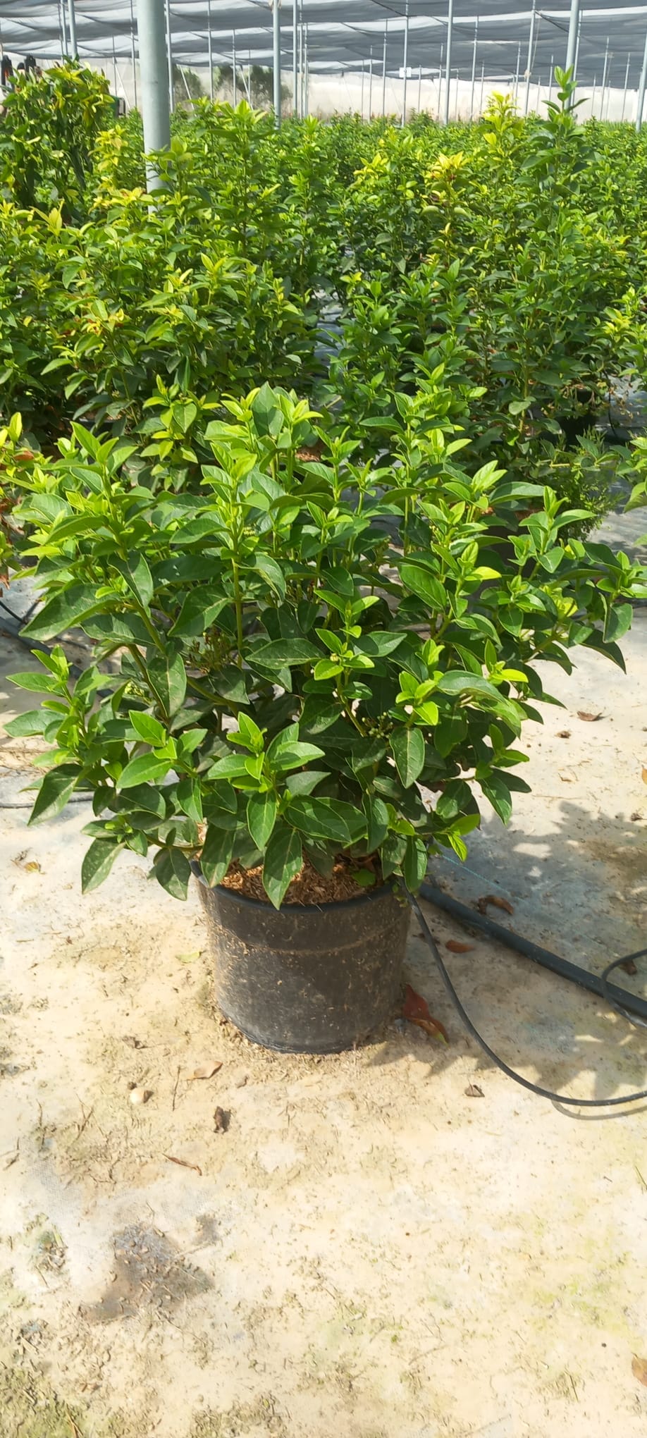 VIBURNUM-TINUS_Durillo_C21