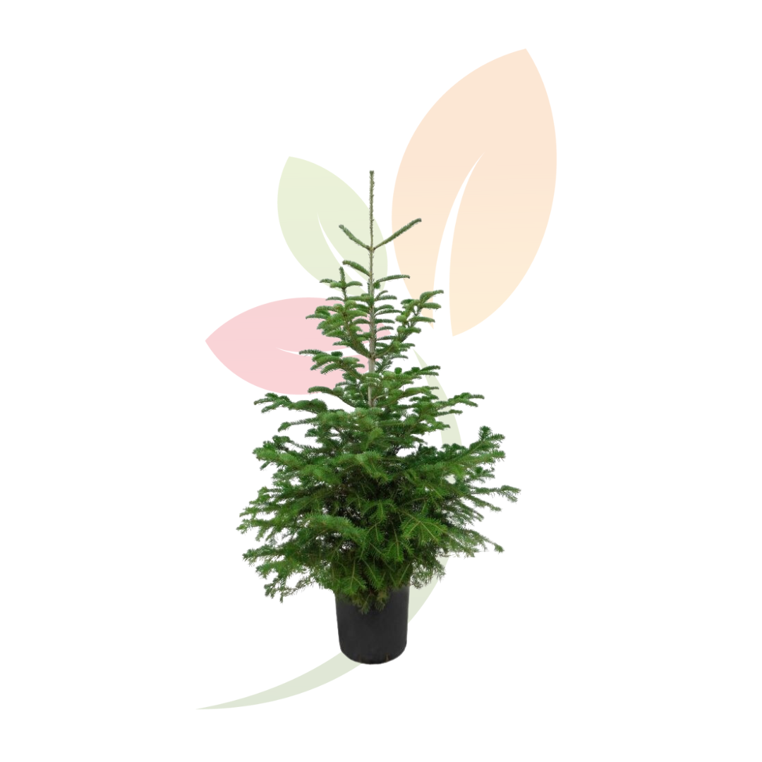ABIES-NORDMANNIANA-C28