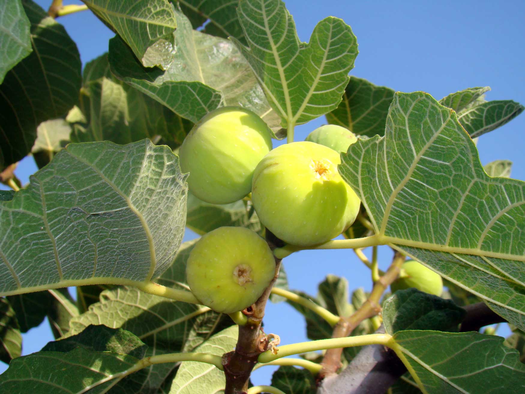FRUTA HIGUERA BLANCA