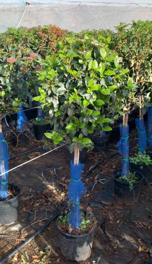 VIBURNUM TINUS COPA 5L