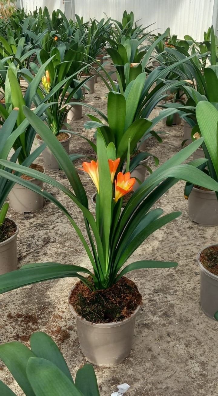 CLIVIA-C17
