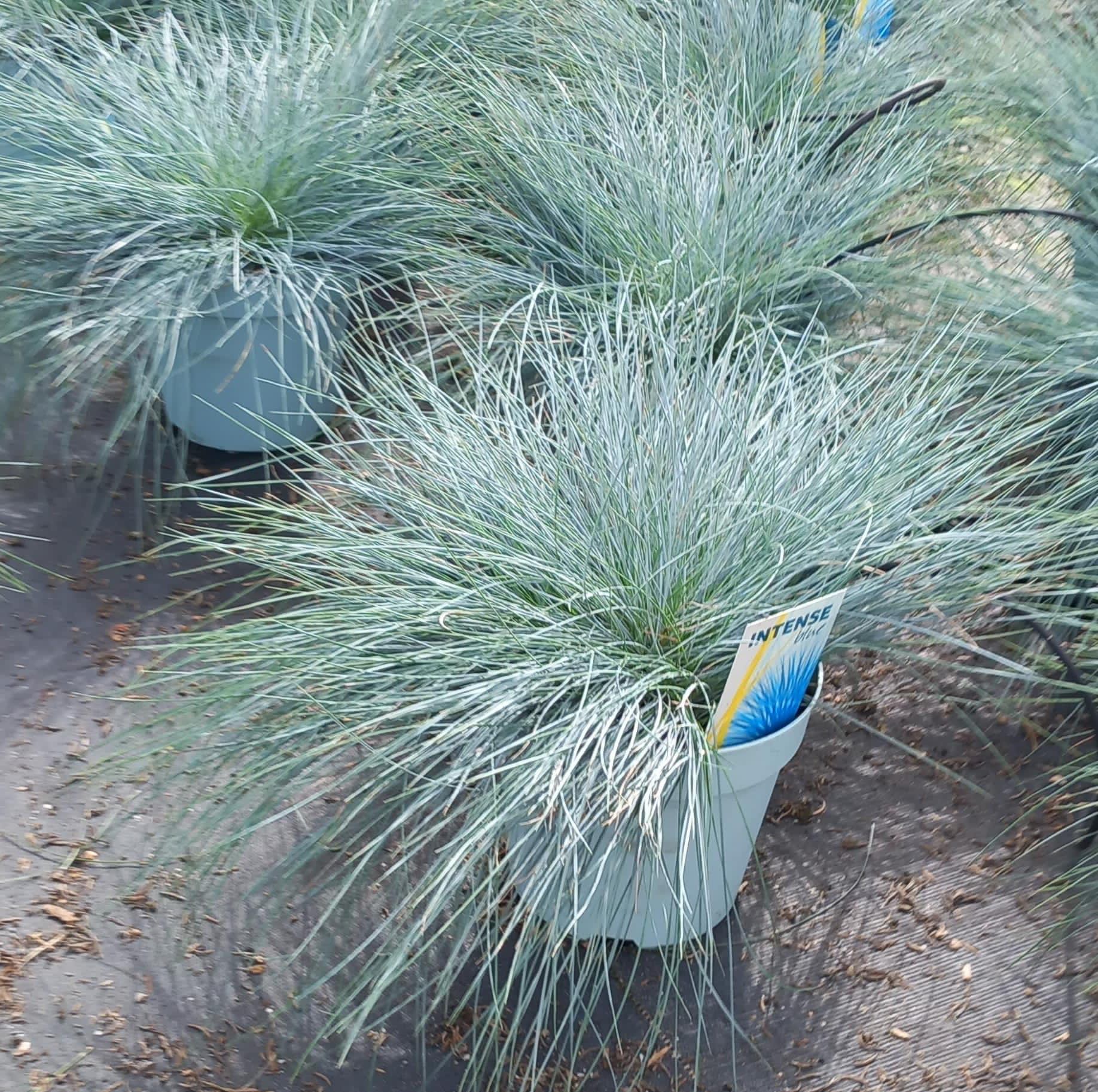 FESTUCA GLAUCA C17 (1)