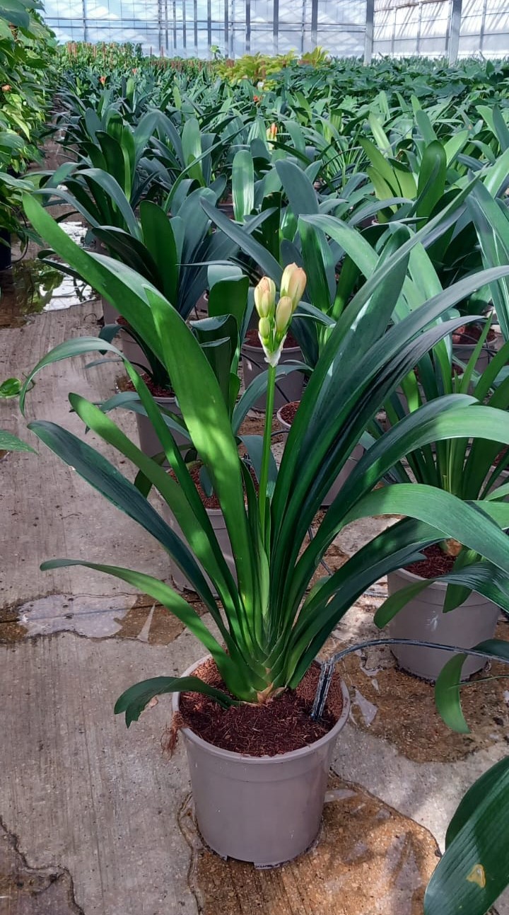 WhatsApp Image 2023-11-23 at 15.16.02