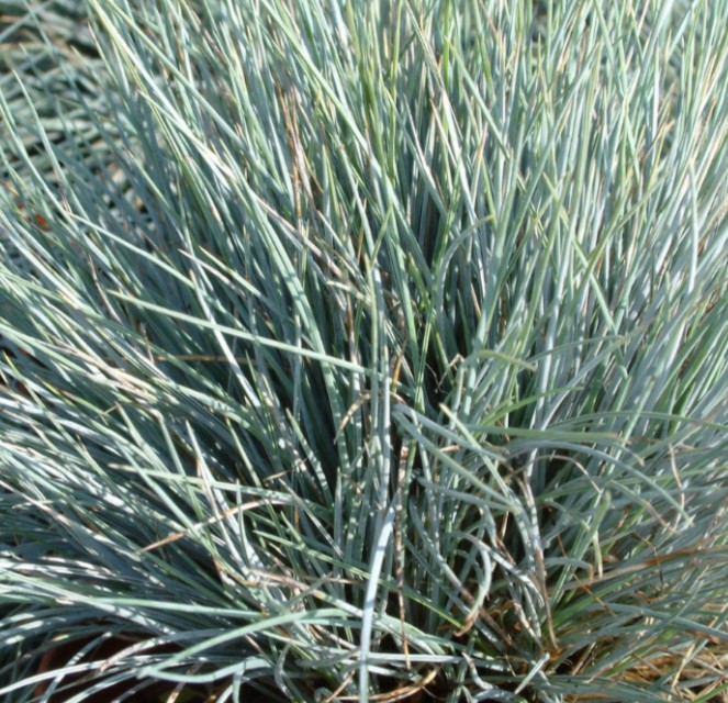 comprar-gramineas-festuca-glauca