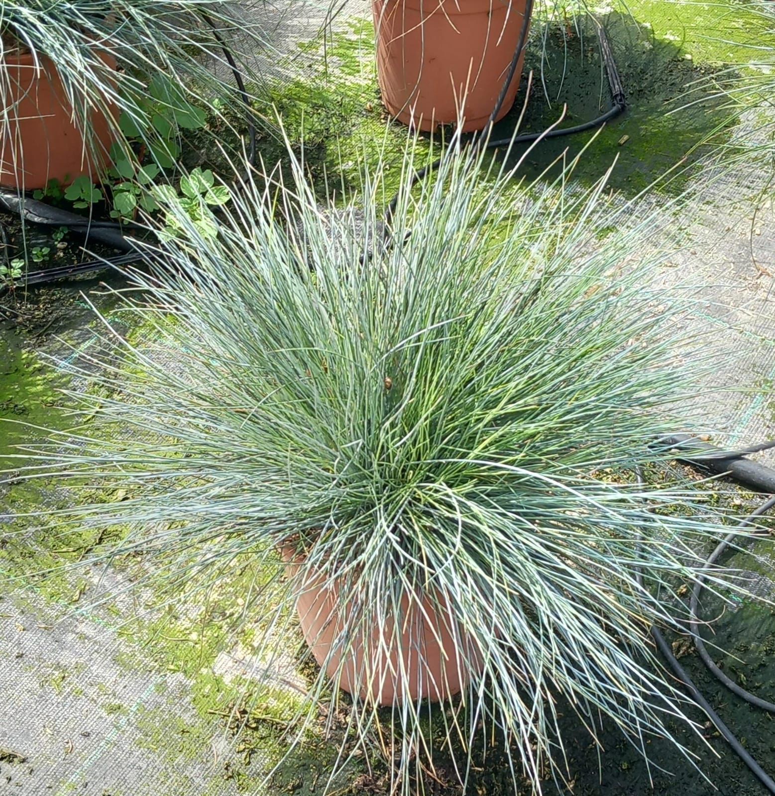 festuca glauca C17