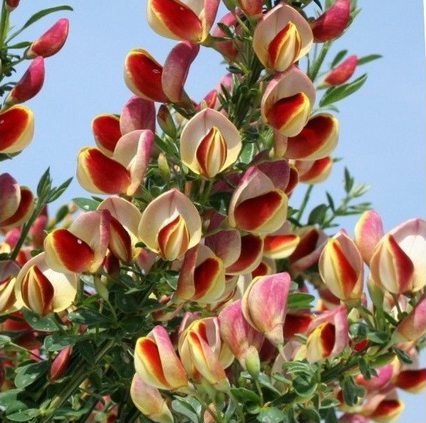 CYTISUS-MIX1