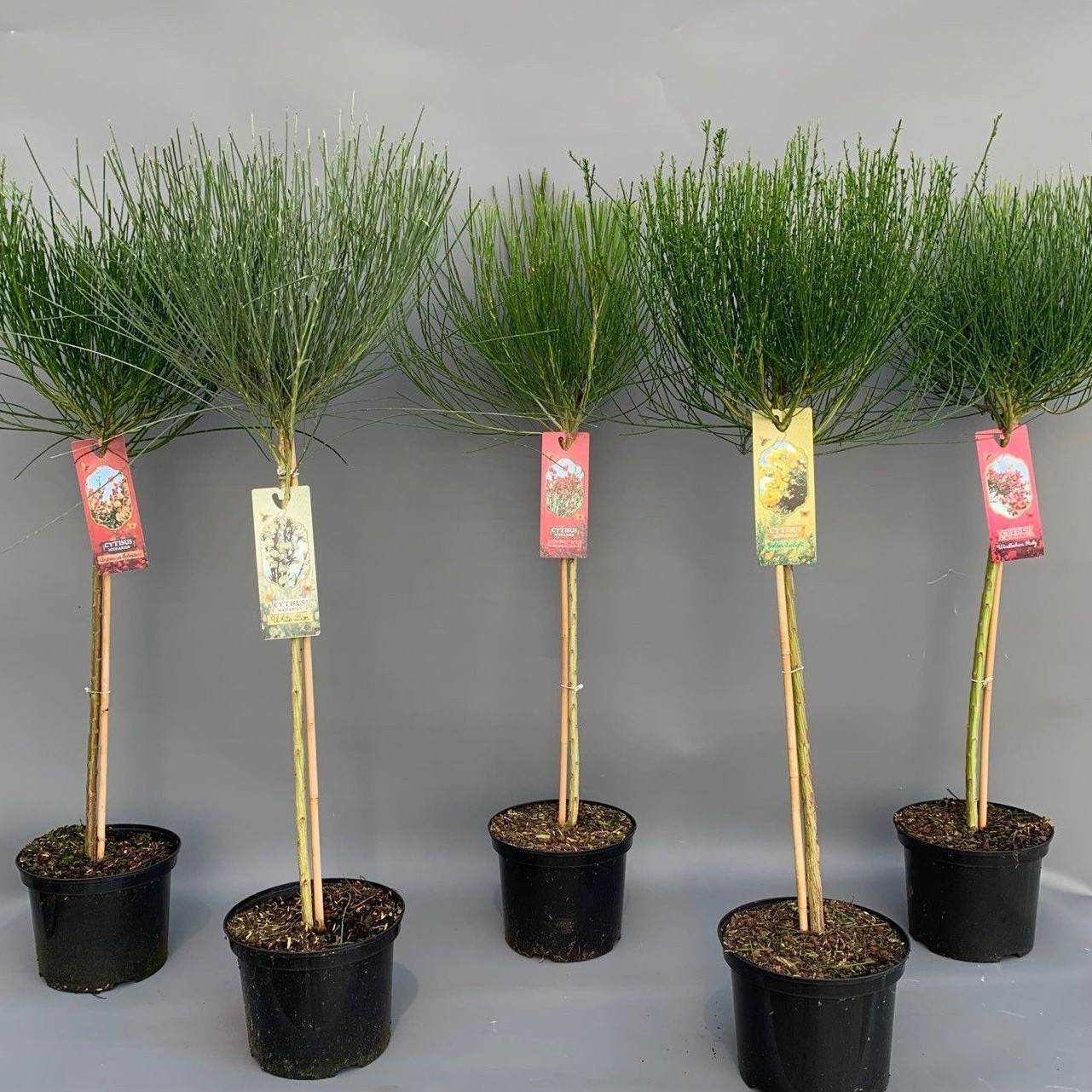 CYTISUS-SCOPARIUS-MIX-COPAC23