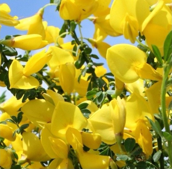 Cytisus-AMARILLA