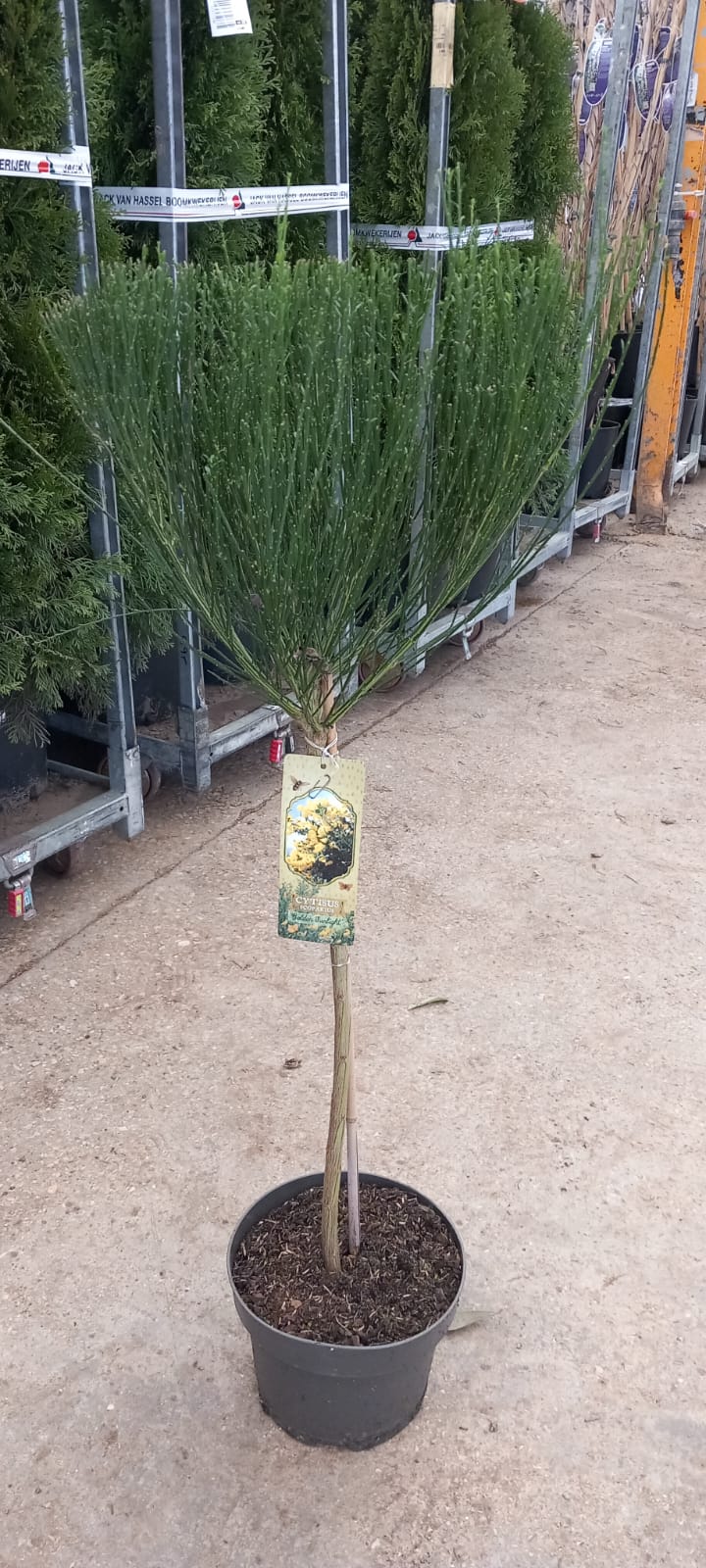 Cytisus-copa-C23-amarillo