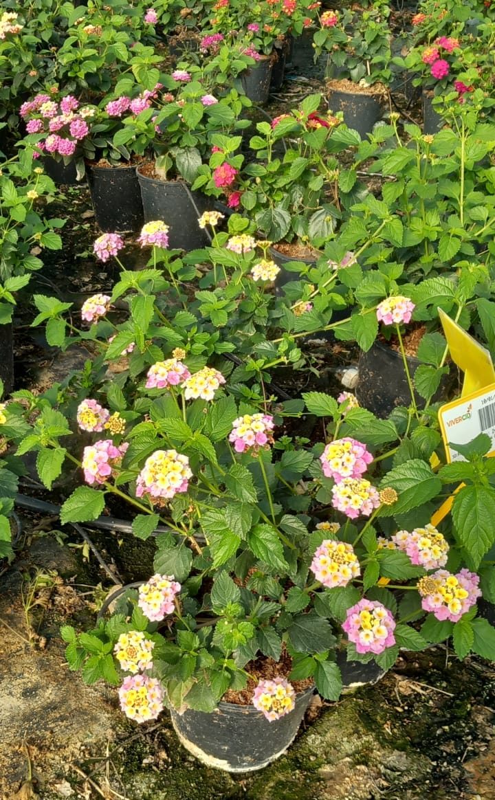 DEFLANTANA-CAMARA-ROSAC17