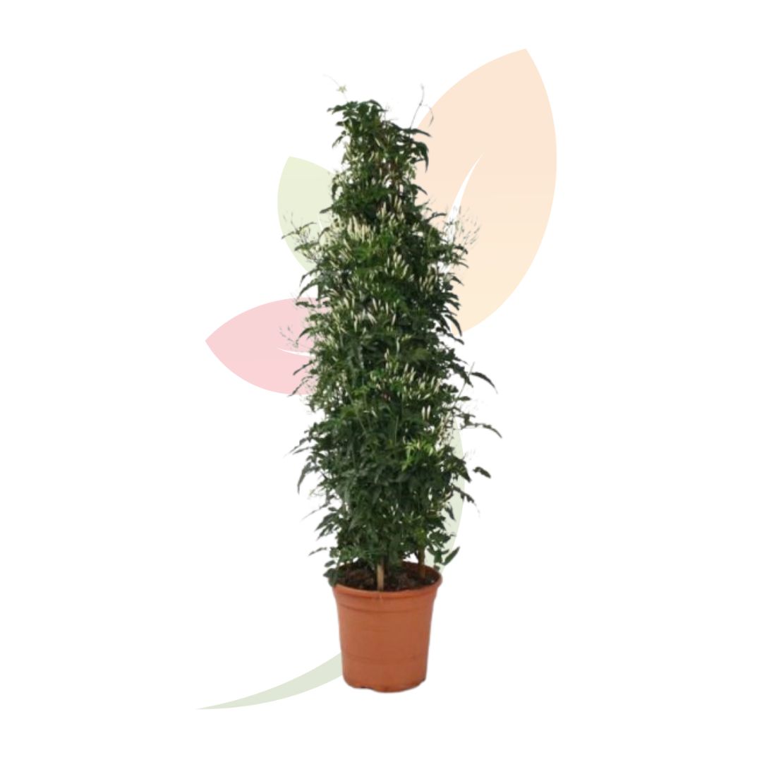 JASMINUM POLYANTHUM 5L