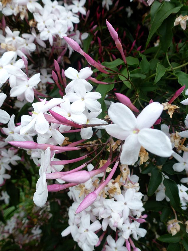 JASMINUM POLYANTHUM-flores