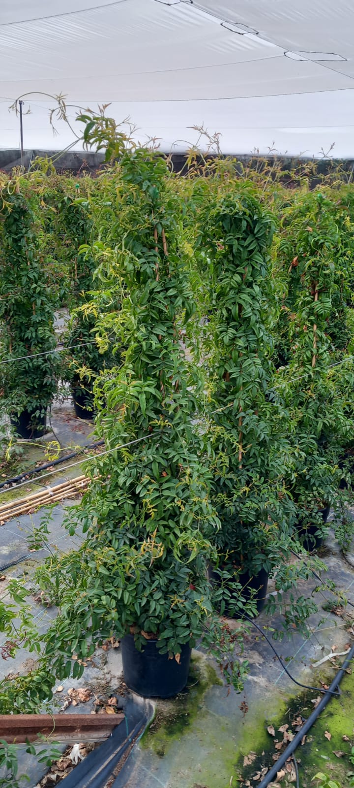 Jasminum-polyanthumPI5L