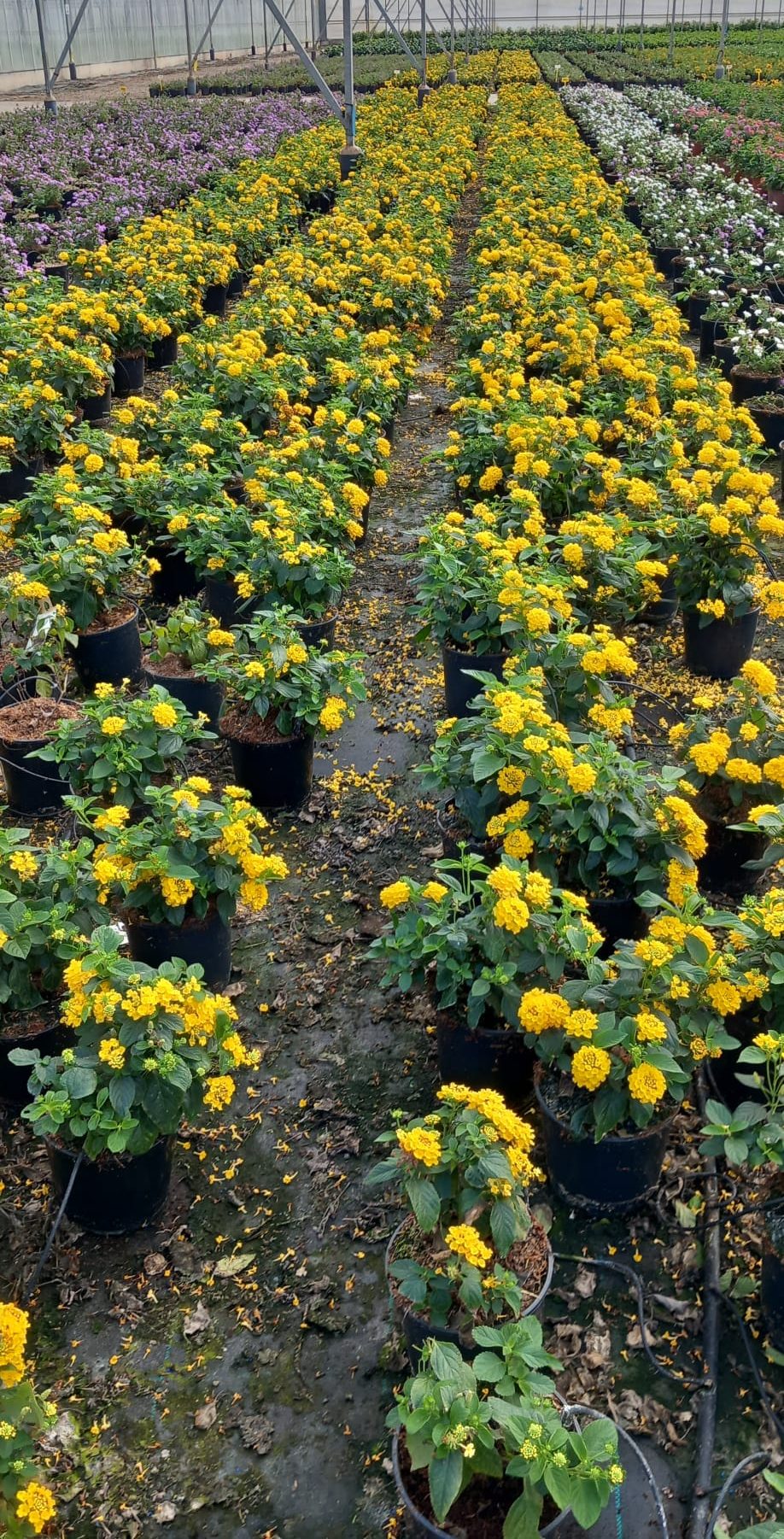 LANTANA-AMARILLA2.5L