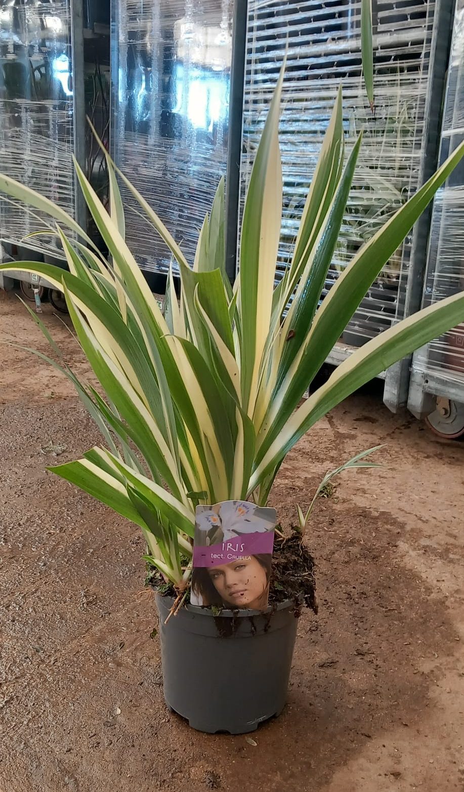 Iris-tectorum-cruellaC17