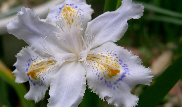 Iris-tectorum-cruellaFLOR