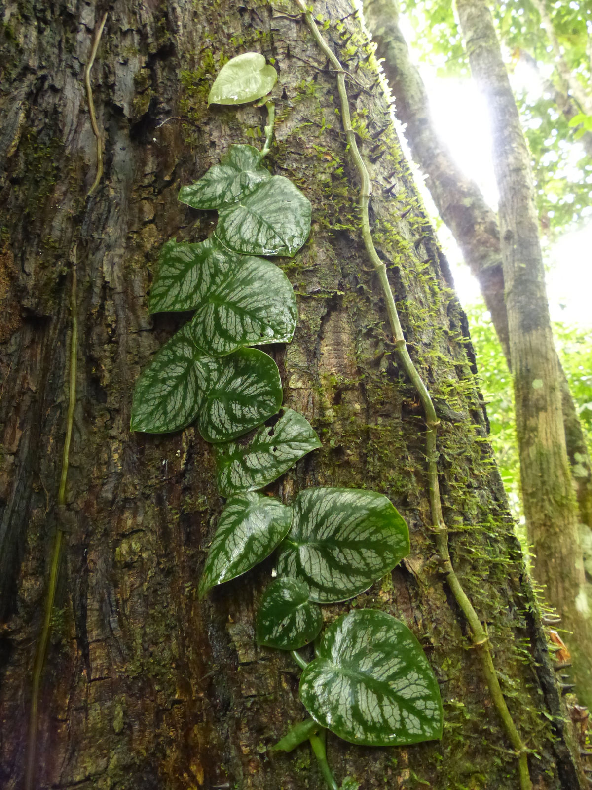 MONSTERA DUBIA HABITAT