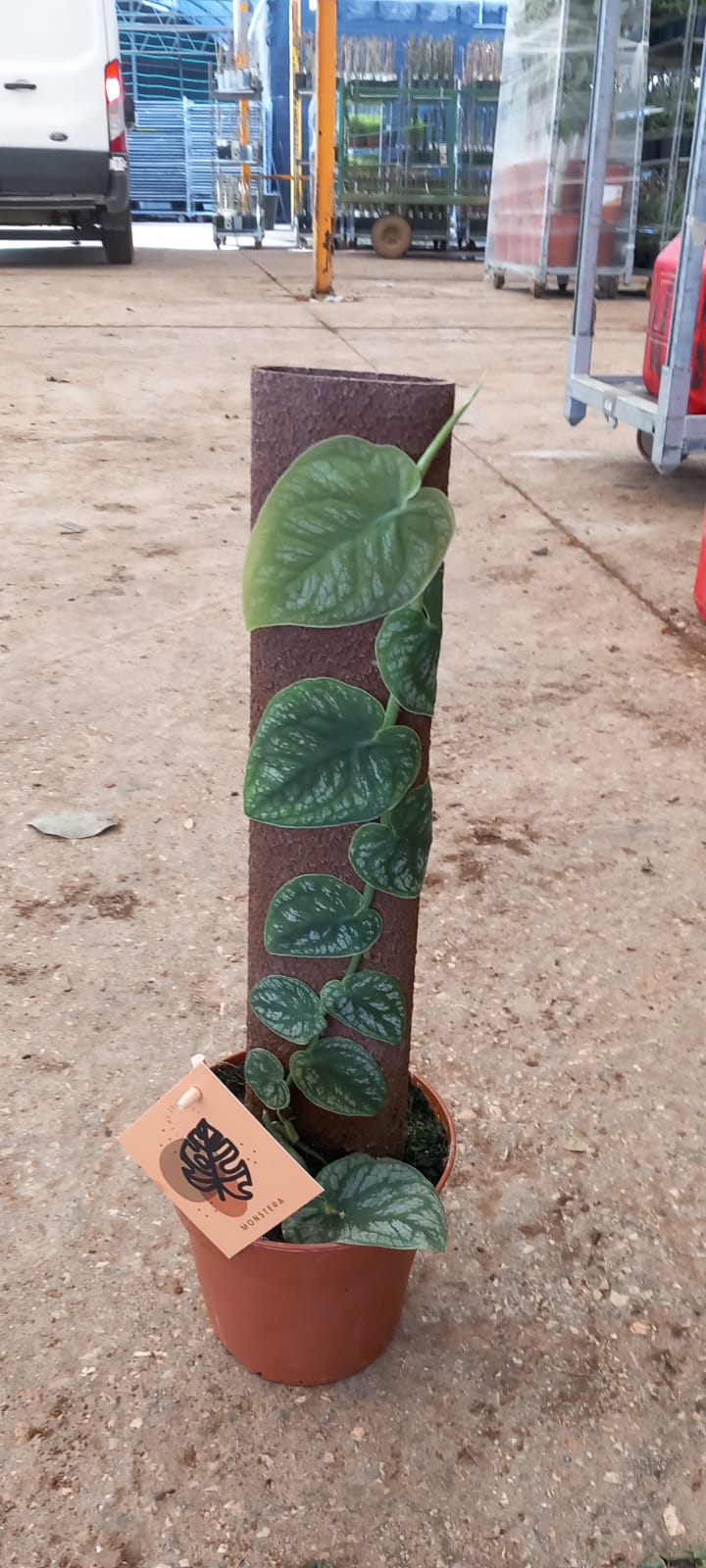 Monstera-dubiaC14