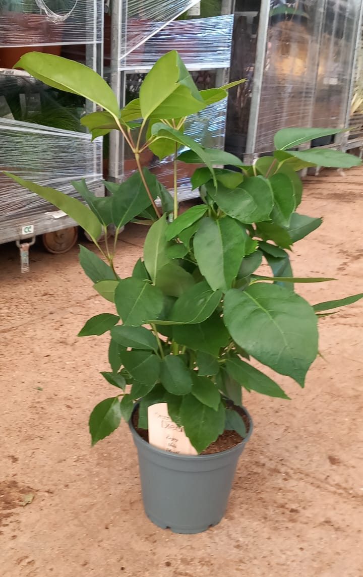 Schefflera-actinophyllaC17