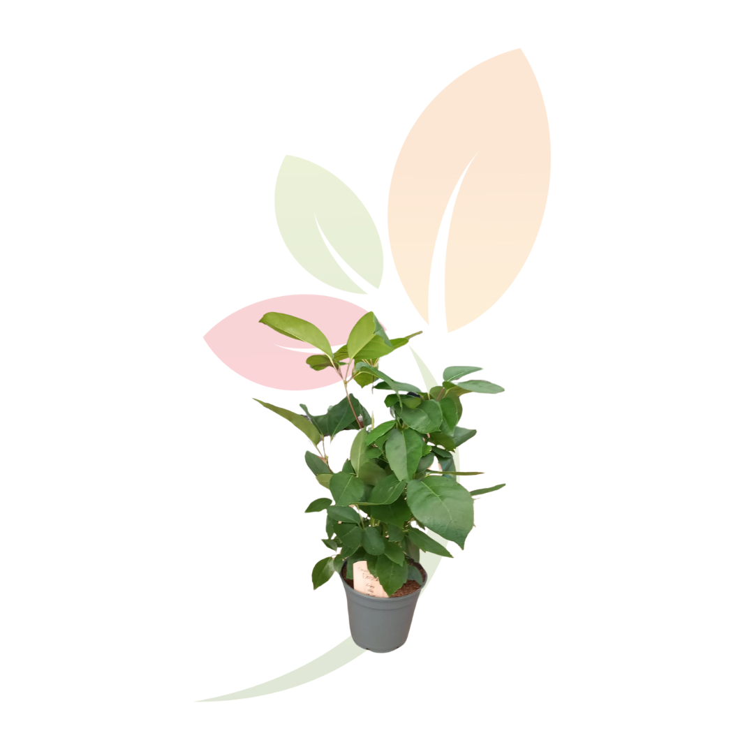 Schefflera-actinophyllaC17