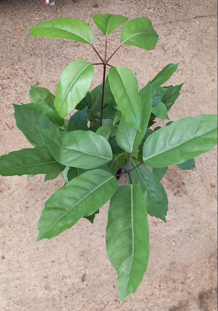 Schefflera-actinophyllaC17(1)