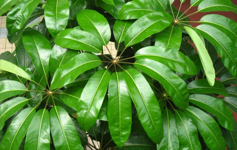 cheflera-actinophylla