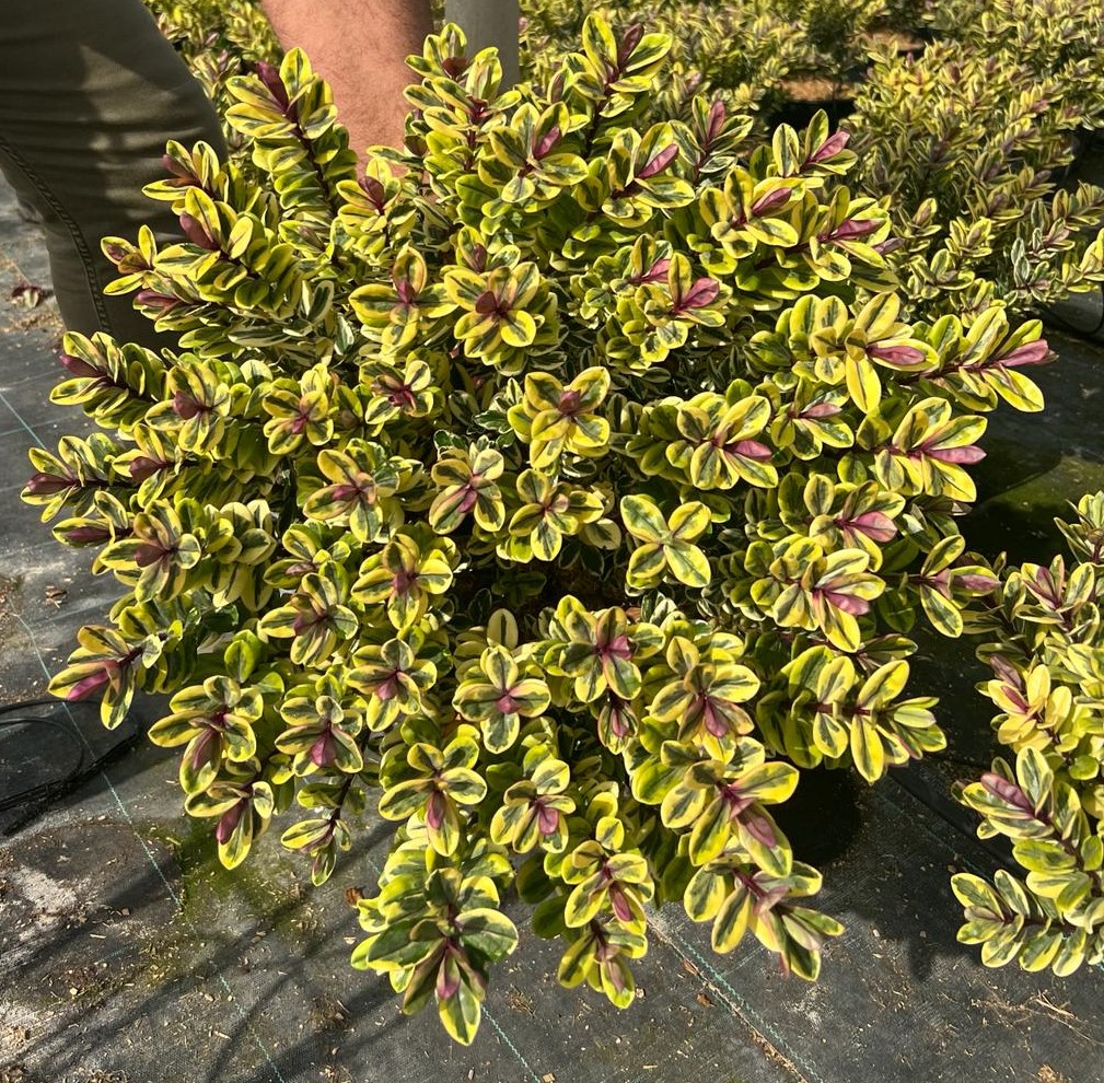 hebe-tricolor-detalle5L