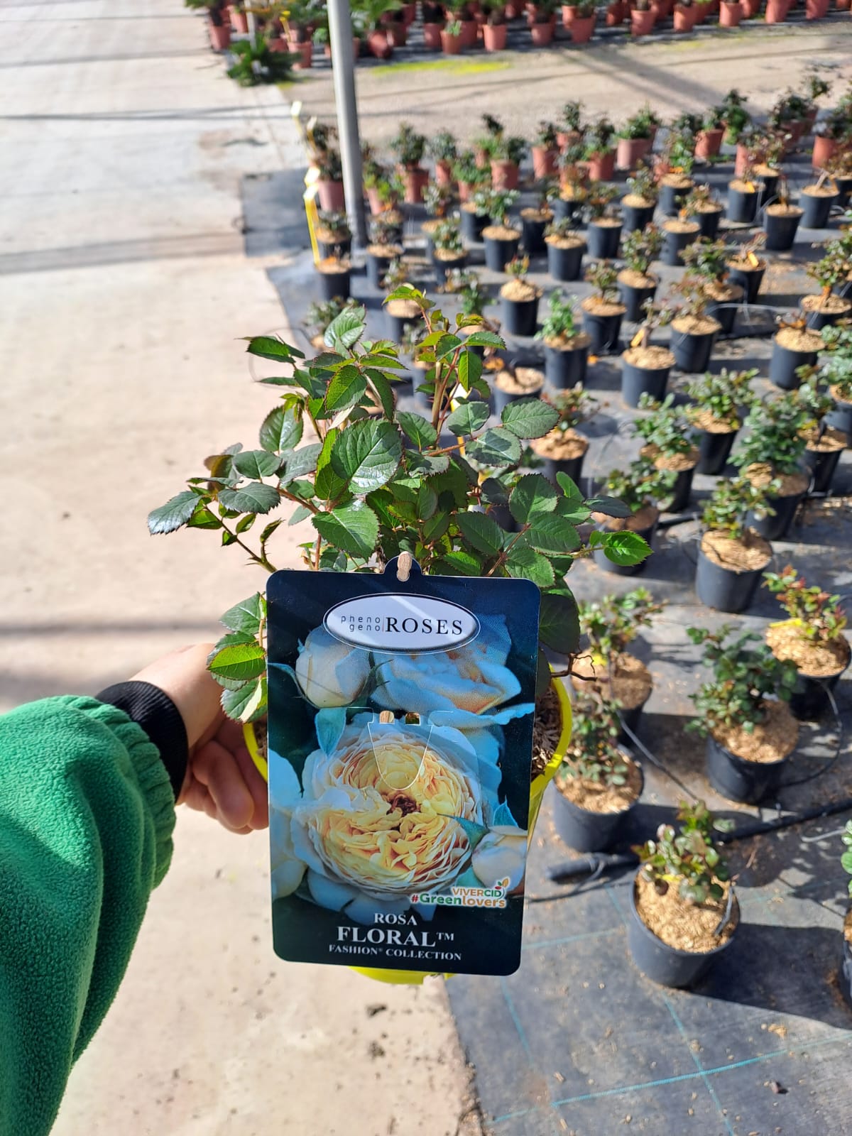 ROSAL-FLORAL-FASHION