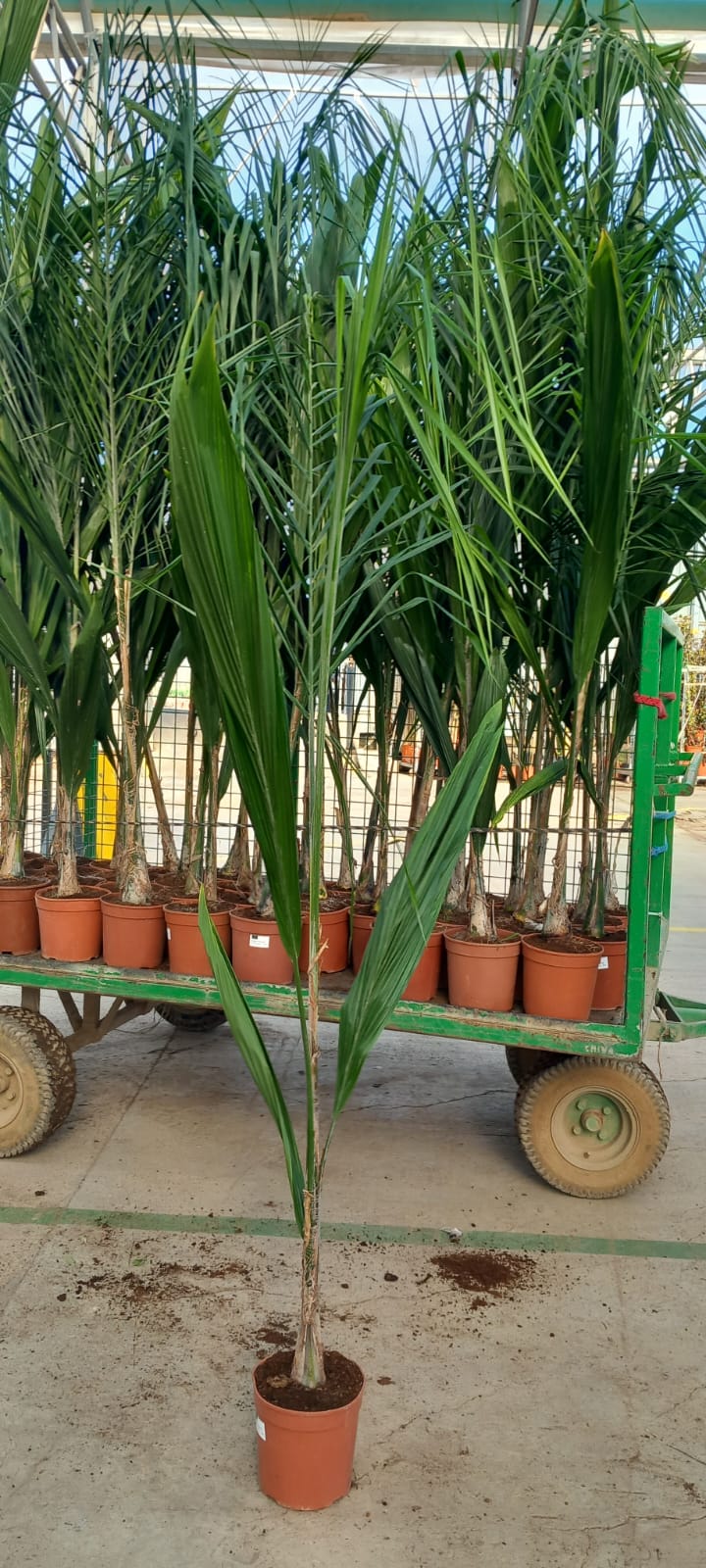 Syagrus-romanc_COCO-PLUMOSOC21