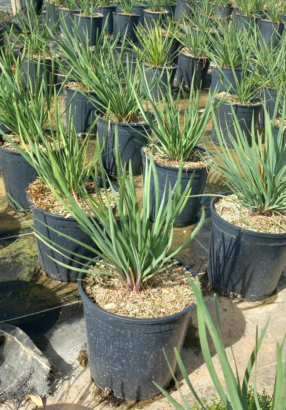 TULBALGHIA VIOLACEAC17