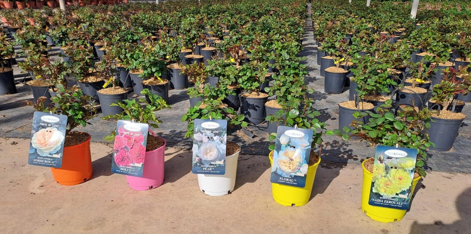 Coleccion-rosales-comestibles