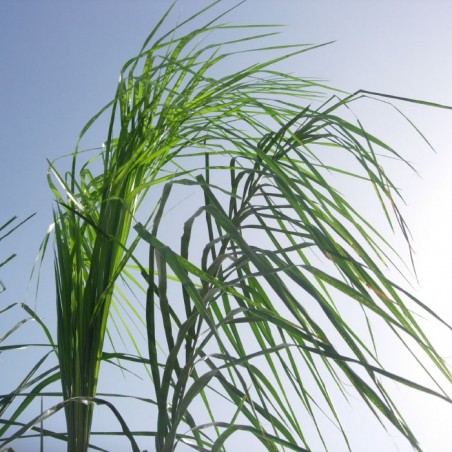 arecastrum-romanzoffianum