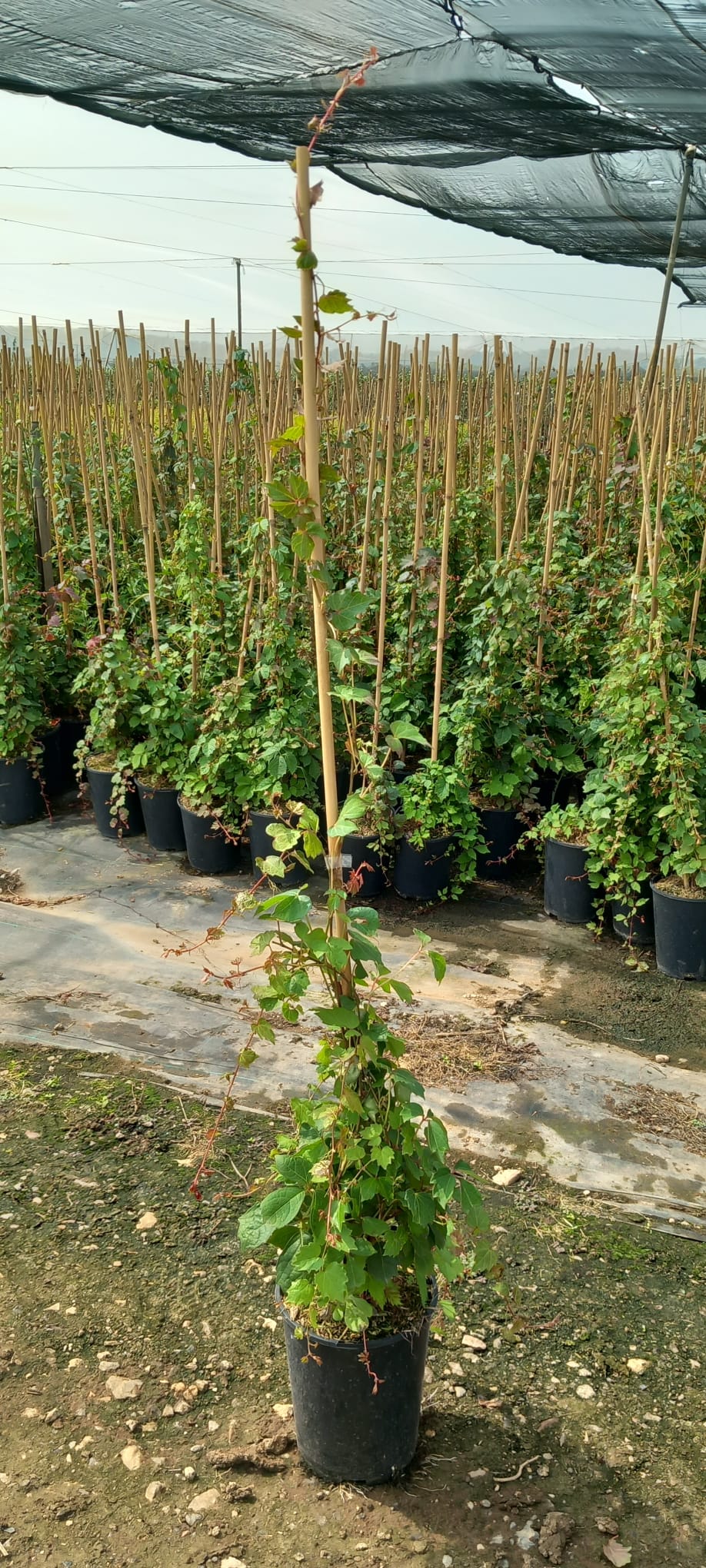 AMPELOPSIS VEITCHII 3L