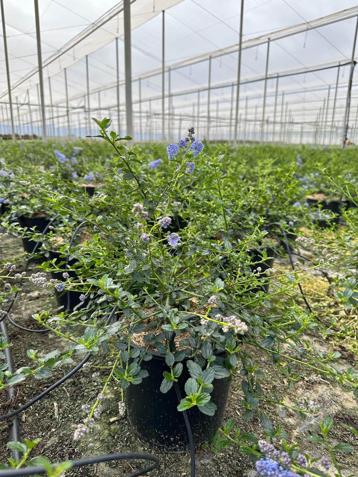 Ceanothus repens c20 2