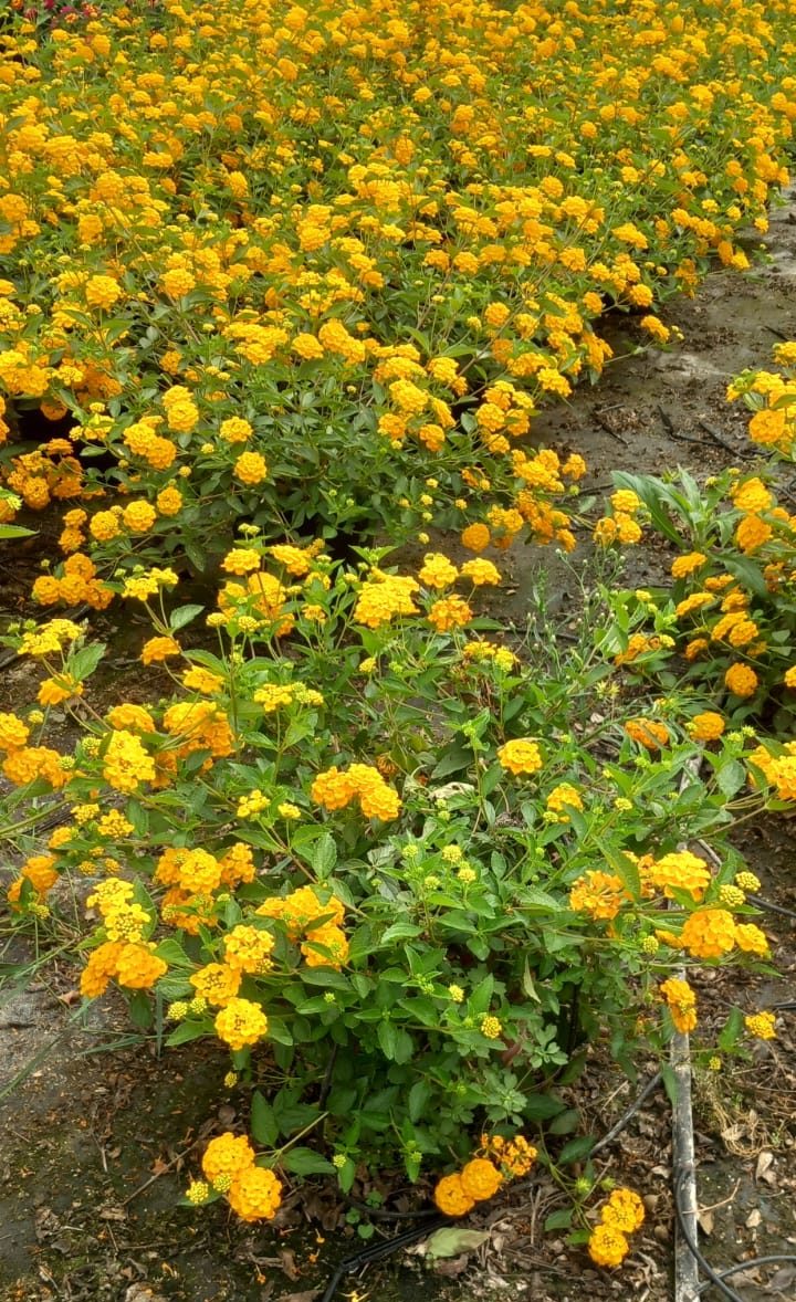 LANTANA Repens amarilla 5l