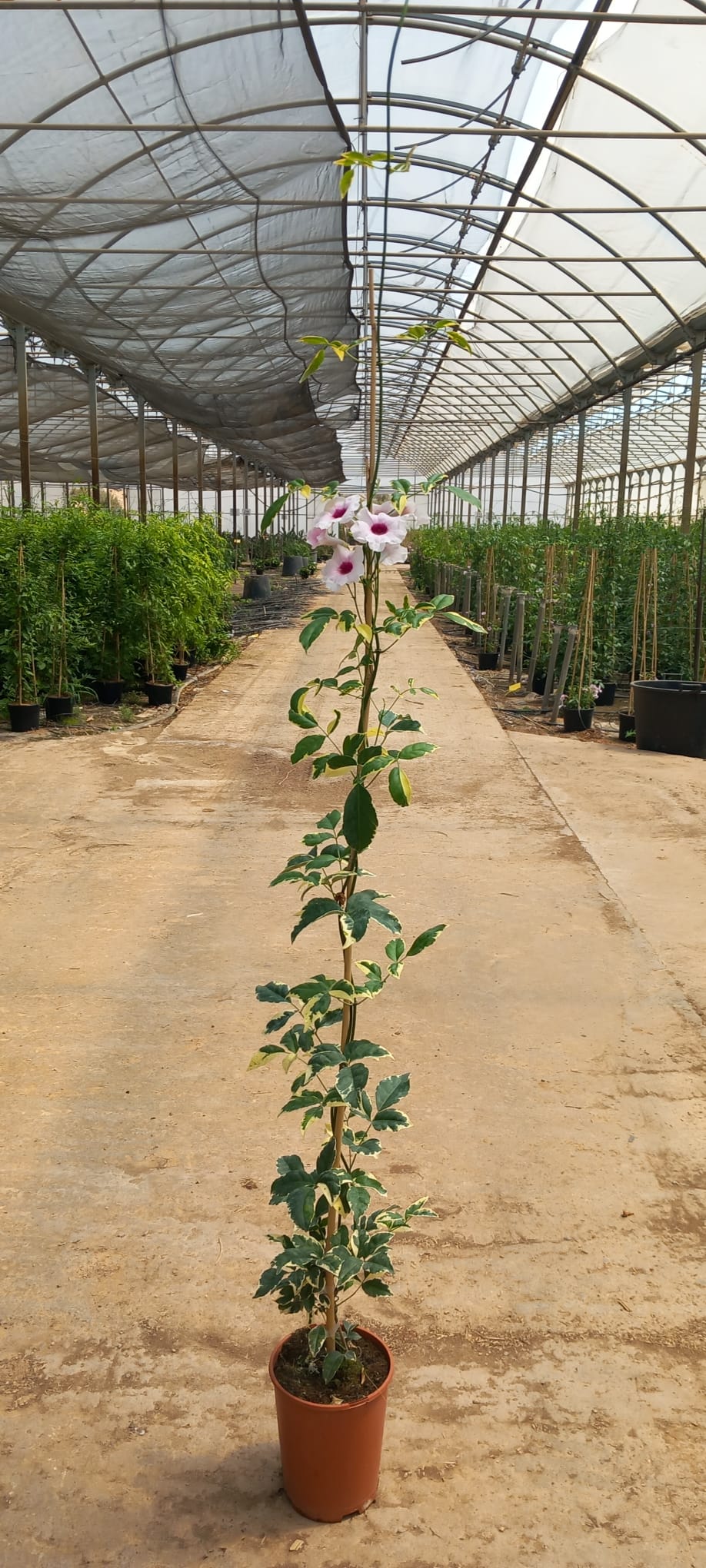 Pandorea jasm vgta 3l 2