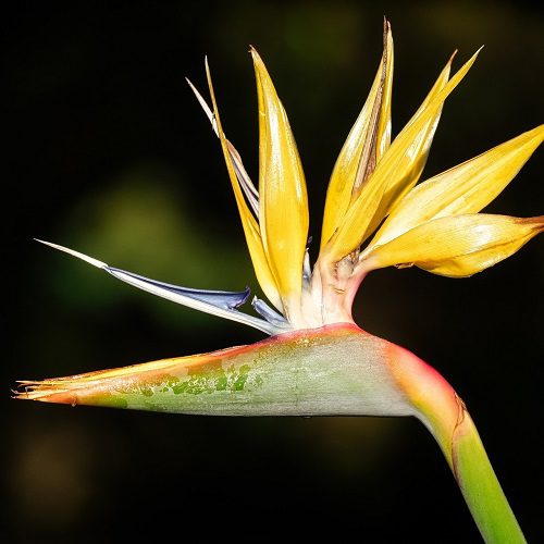 strelitzia-mandelas-gold