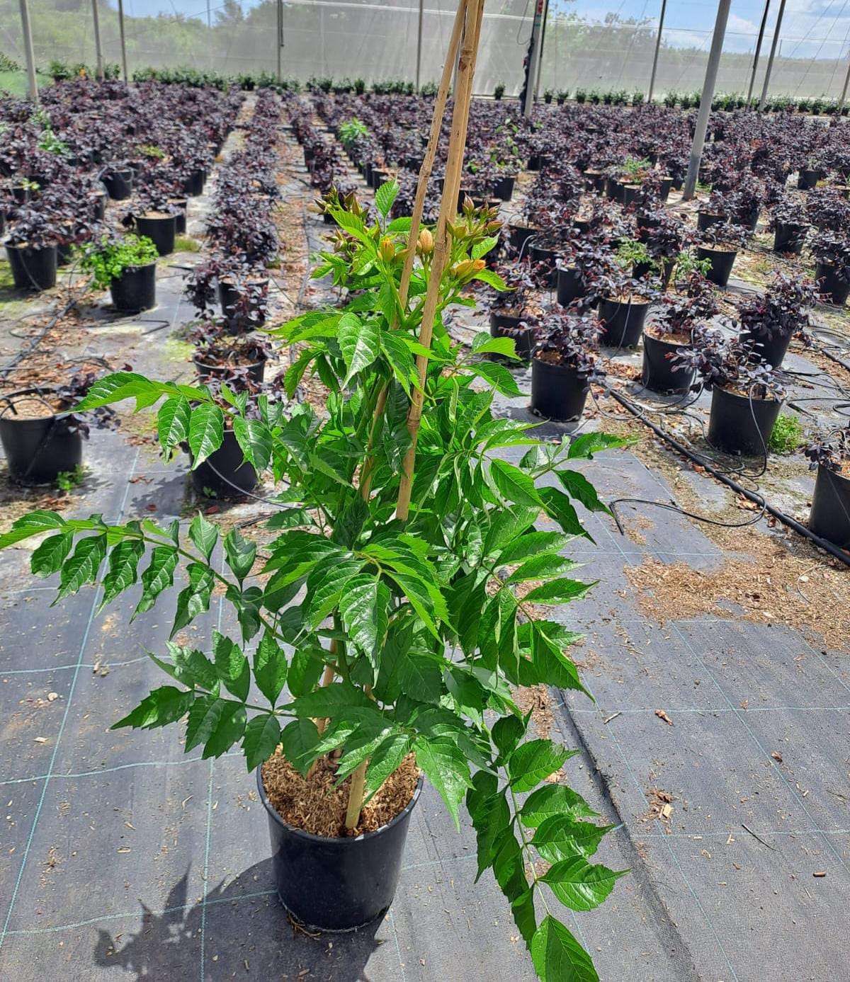 Bignonia campsis (india summer ) c20 piramidal....9.5€ Novedad !