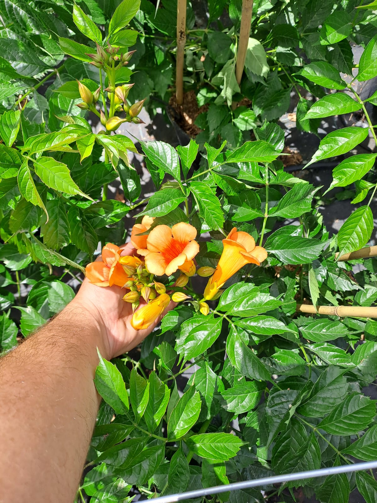 Bignonia campsis (india summer ) c20 piramidal