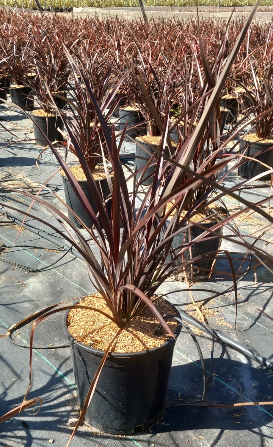 PHORMIUM Amazing red c20