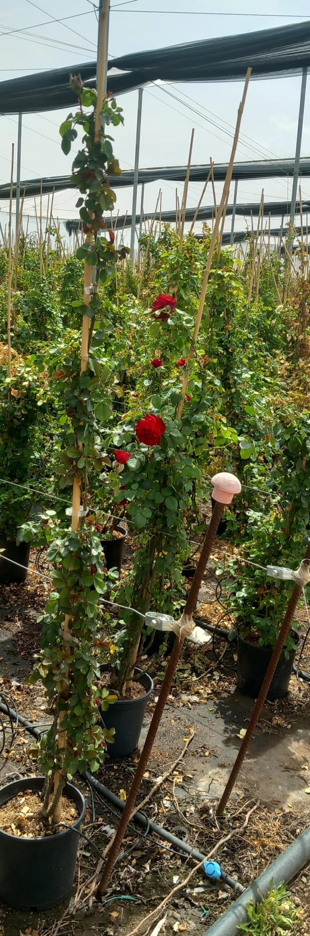 Rosal trepador rojo c20