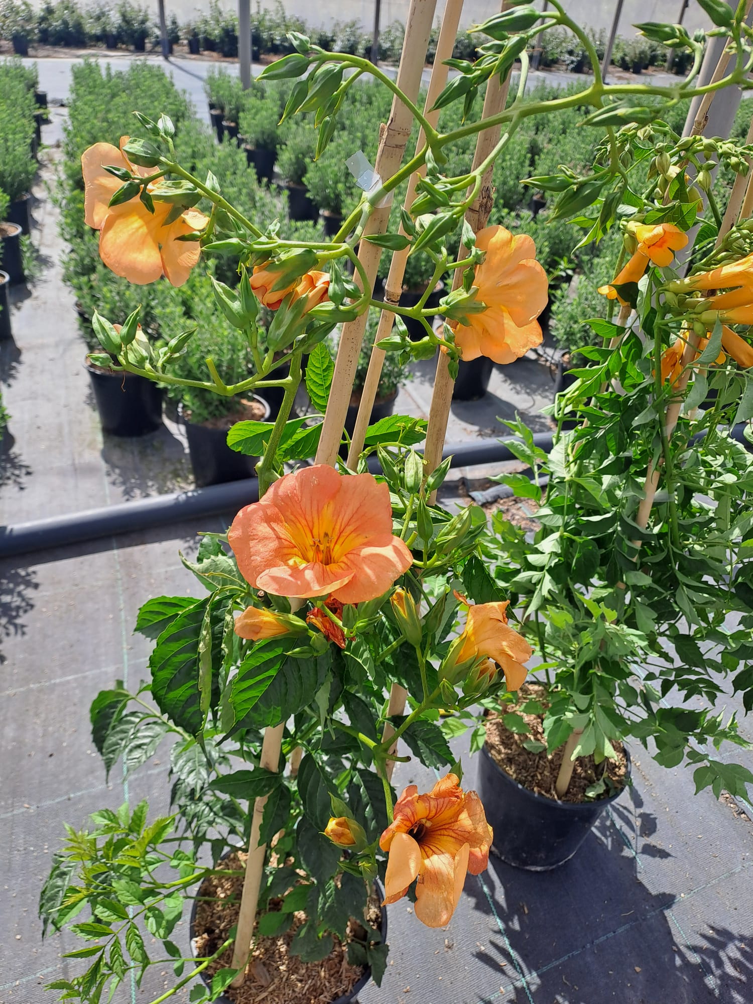 bignonia grandiflora