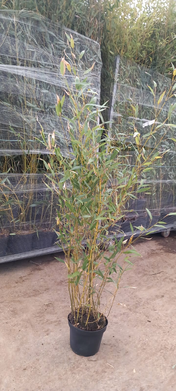 Imagen de WhatsApp 2024-03-22 a las 11.58.05_5977710d