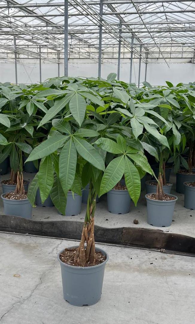 WhatsApp Image 2024-09-17 at 10.12.22